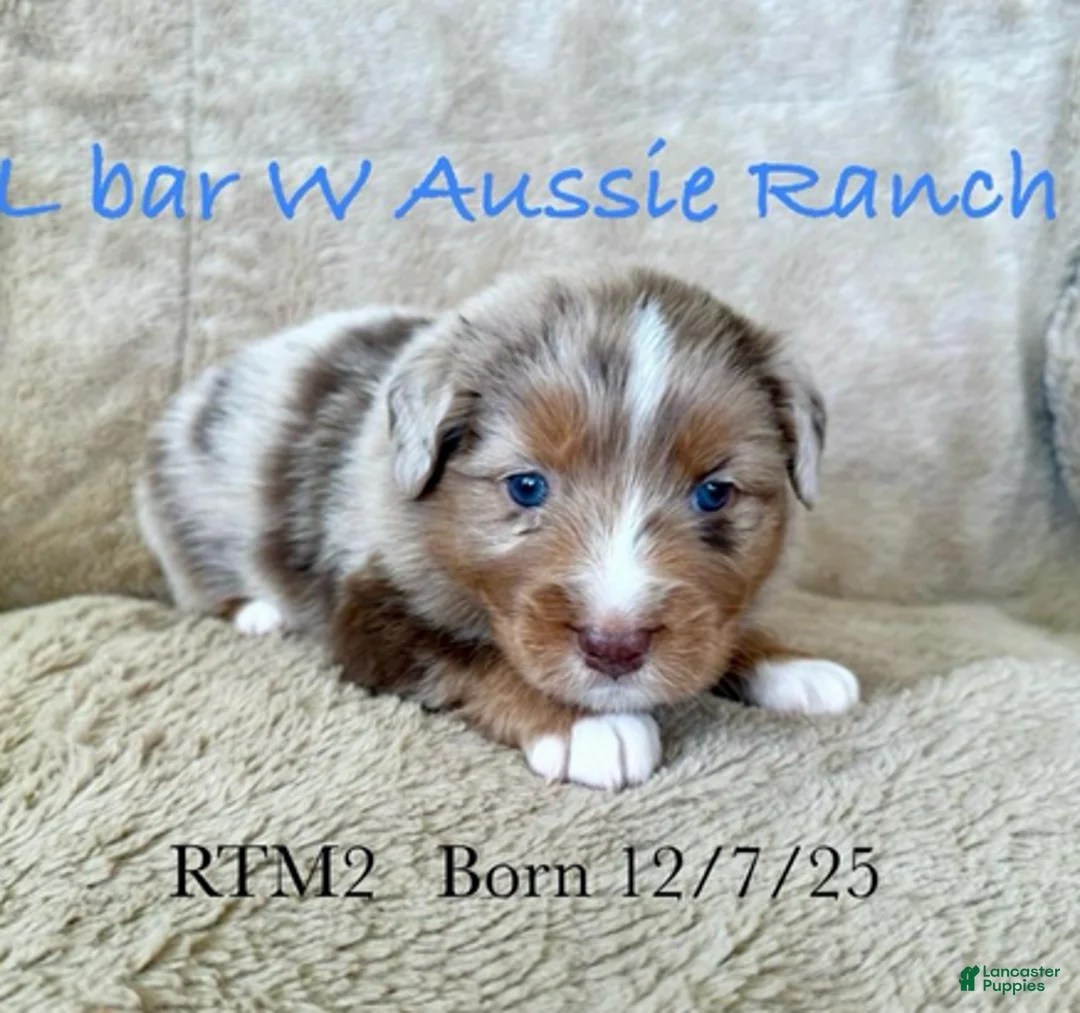 Miniature Australian Shepherd dogs for sale: Uncle Beau - Ad 1