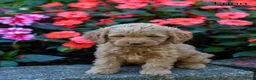 Cockapoo dogs for sale: Fynn - Ad 4