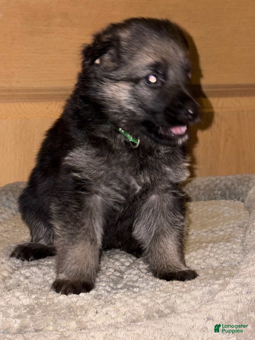 German Shepherd dogs for sale: Green Collar Male 12-30 - Ad 1