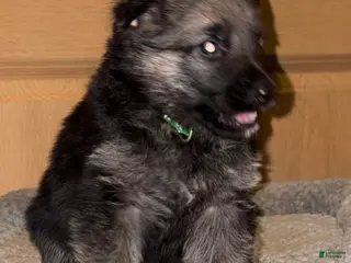 German Shepherd dogs Green Collar Male 12-30 - Ad 16