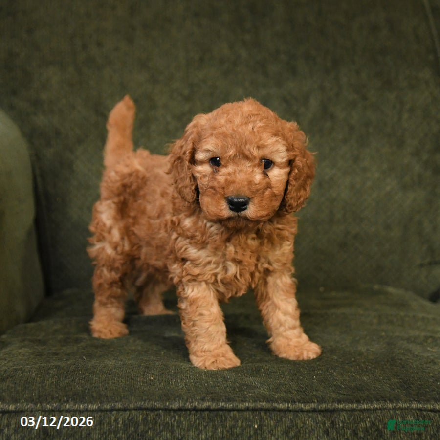 Cockapoo dogs Happy - Ad 1