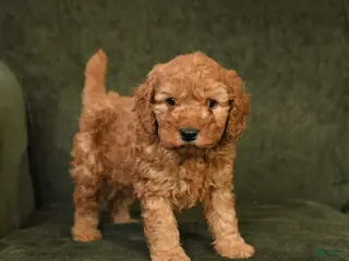 Cockapoo dogs for sale: Happy - Ad 1