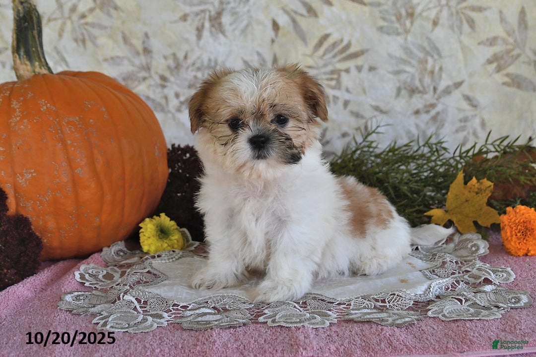 Gallery Image {{count}}