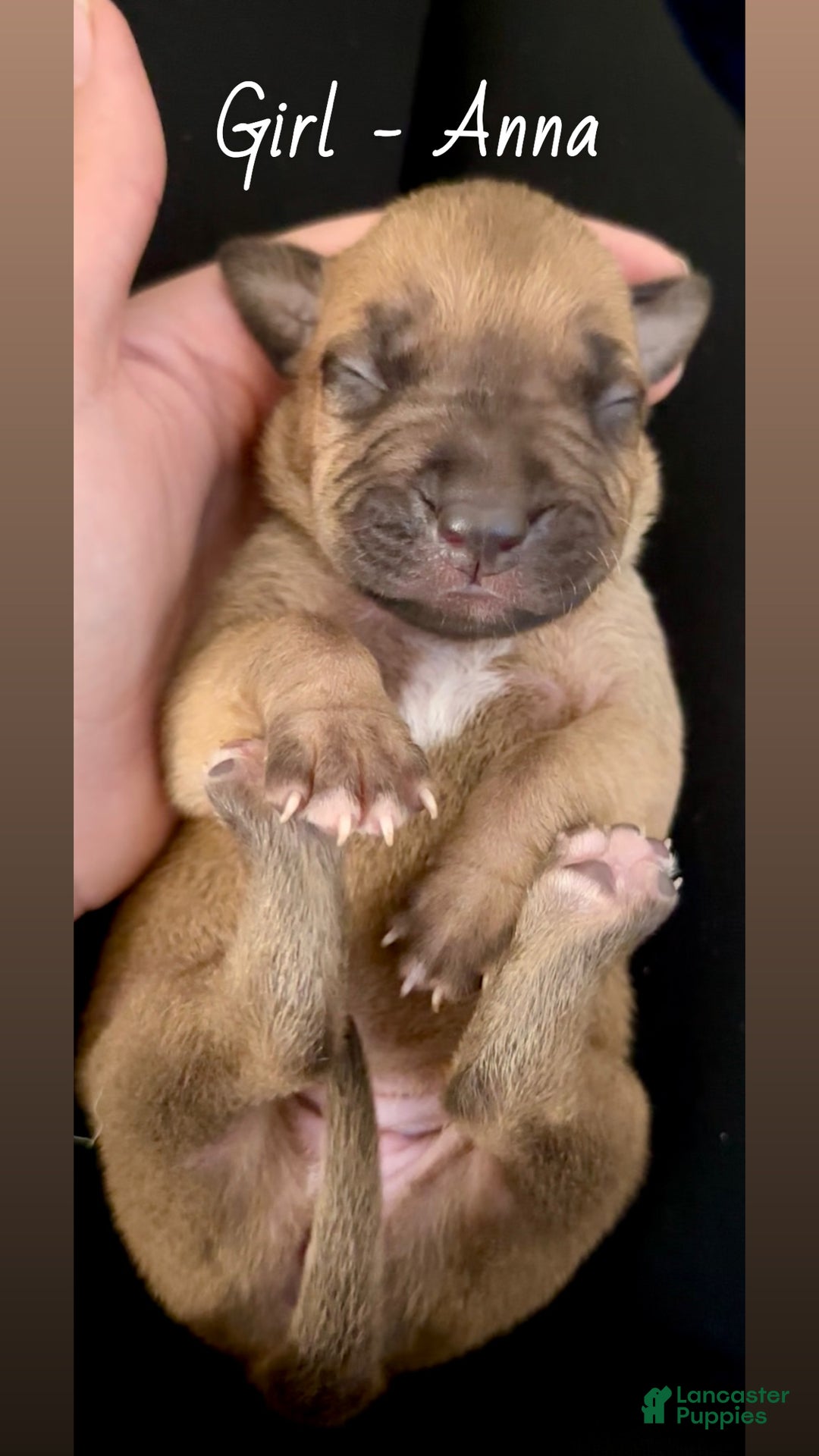 Mixed Breed dogs for sale: Anna - Ad 2