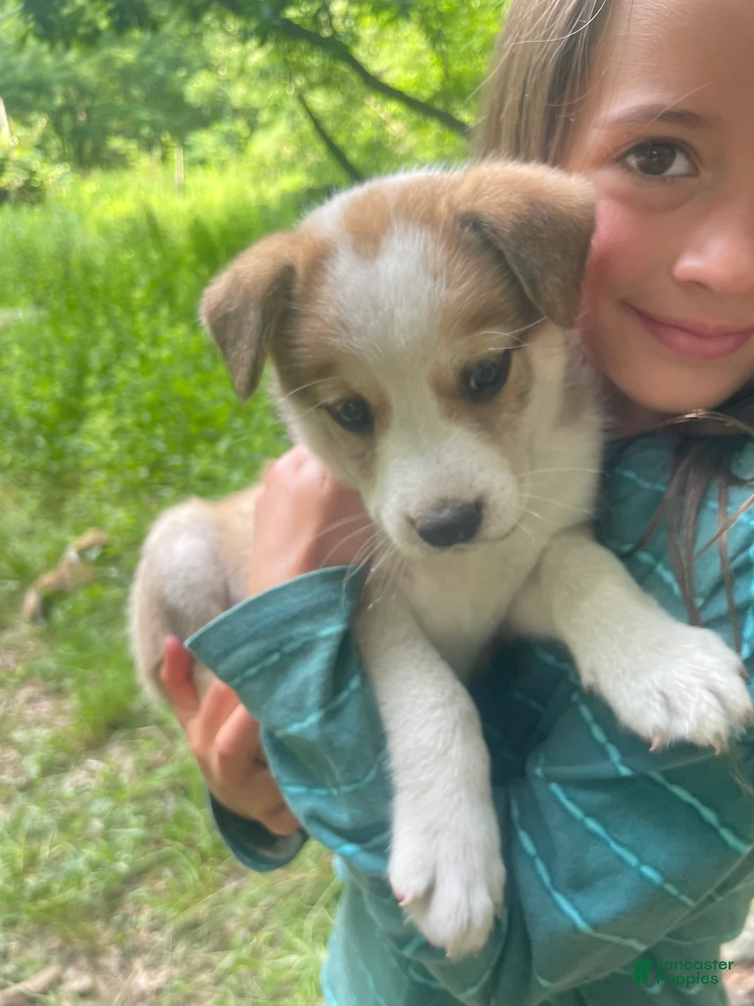 Mixed Breed dogs for sale: Lucky - Ad 1