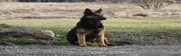 German Shepherd dogs for sale: German Shepherd Puppy 8 Macy - Ad 4