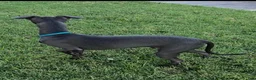 Italian Greyhound dogs for sale: Ace - Ad 8