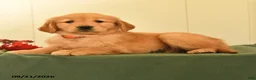 Golden Retriever dogs for sale: Dolly - Ad 5
