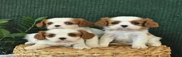 Cavalier King Charles Spaniel dogs for sale: Jewel  - Ad 5