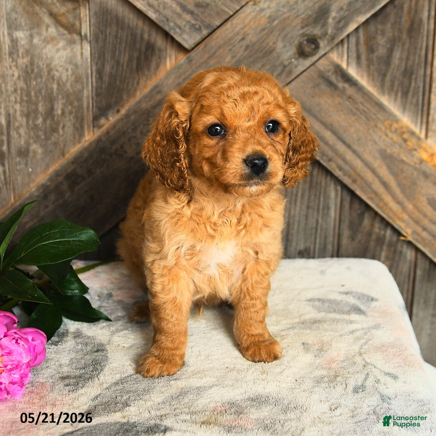 Mini Goldendoodle dogs Jonathan - Ad 2