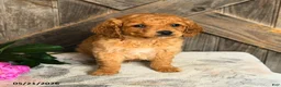 Mini Goldendoodle dogs for sale: Jonathan - Ad 2
