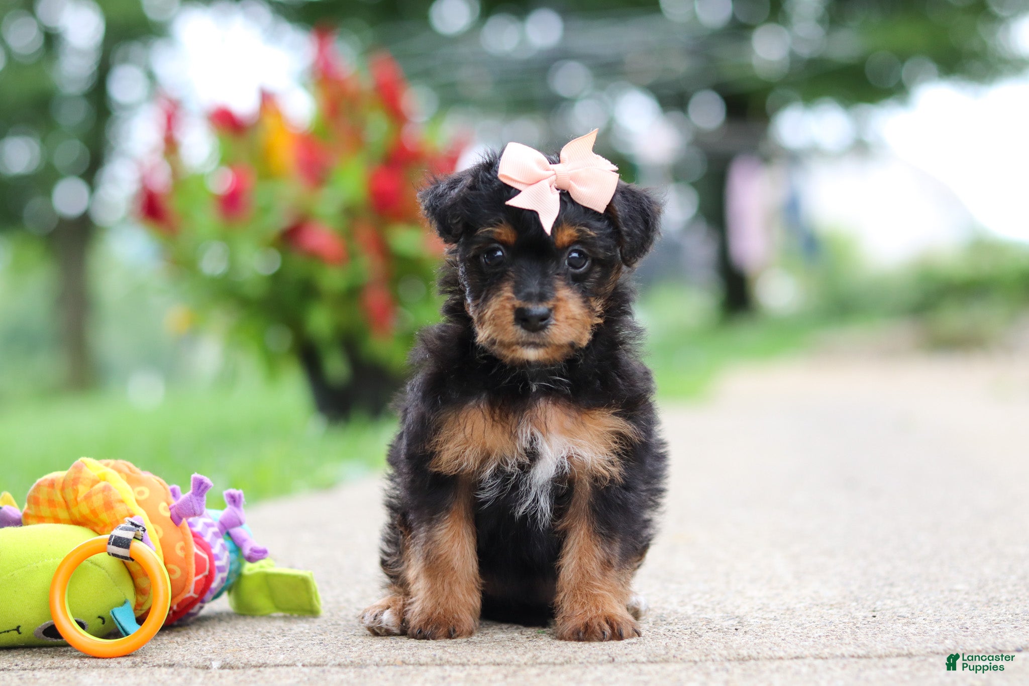 Yorkiepoo dogs Riot - Ad 1