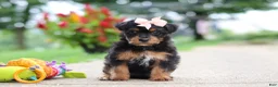 Yorkiepoo dogs for sale: Riot - Ad 1
