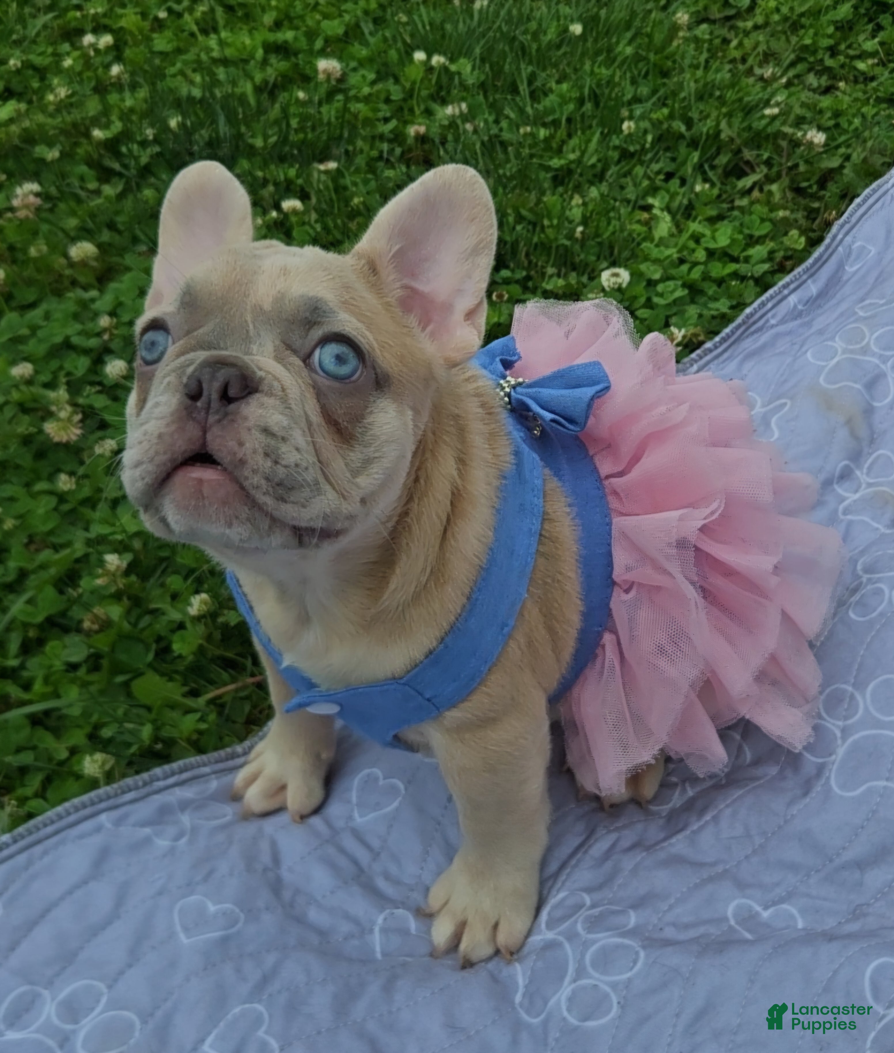 French Bulldog dogs French Bulldog Puppy 1 - Ad 25