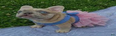 French Bulldog Puppy 1