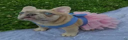 French Bulldog dogs for sale: French Bulldog Puppy 1 - Ad 1