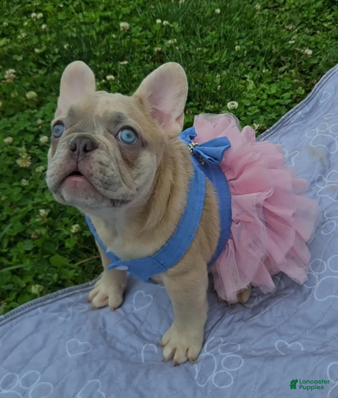 French Bulldog dogs for sale: French Bulldog Puppy 1 - Ad 1