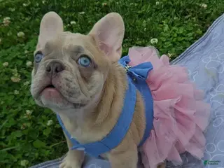 French Bulldog dogs French Bulldog Puppy 1 - Ad 25