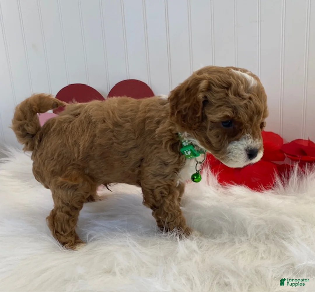 Cavapoo dogs for sale: Dawson - Ad 3