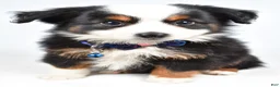Miniature Australian Shepherd dogs for sale: Vader  - Ad 7