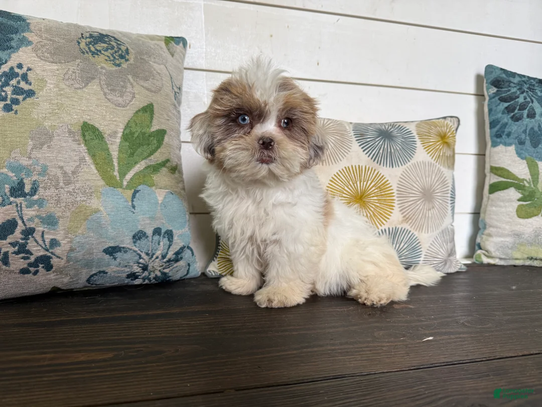 Shihpoo dogs for sale: Cinderella  - Ad 1