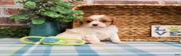 Cavalier King Charles Spaniel dogs for sale: Keanu  - Ad 2