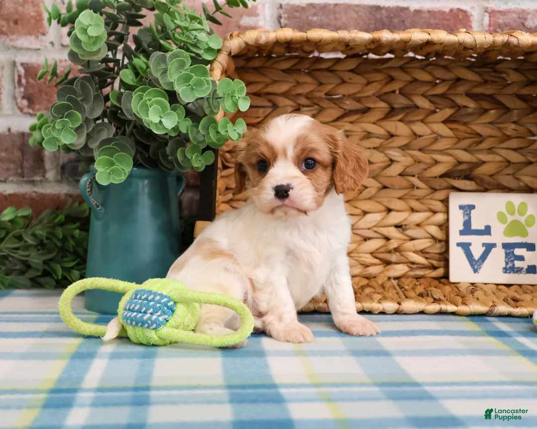 Cavalier King Charles Spaniel dogs for sale: Keanu  - Ad 2