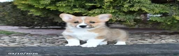 Welsh Corgi Pembroke dogs for sale: Lily - Ad 1