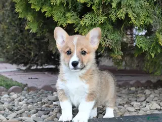 Welsh Corgi Pembroke dogs for sale: Lily - Ad 1