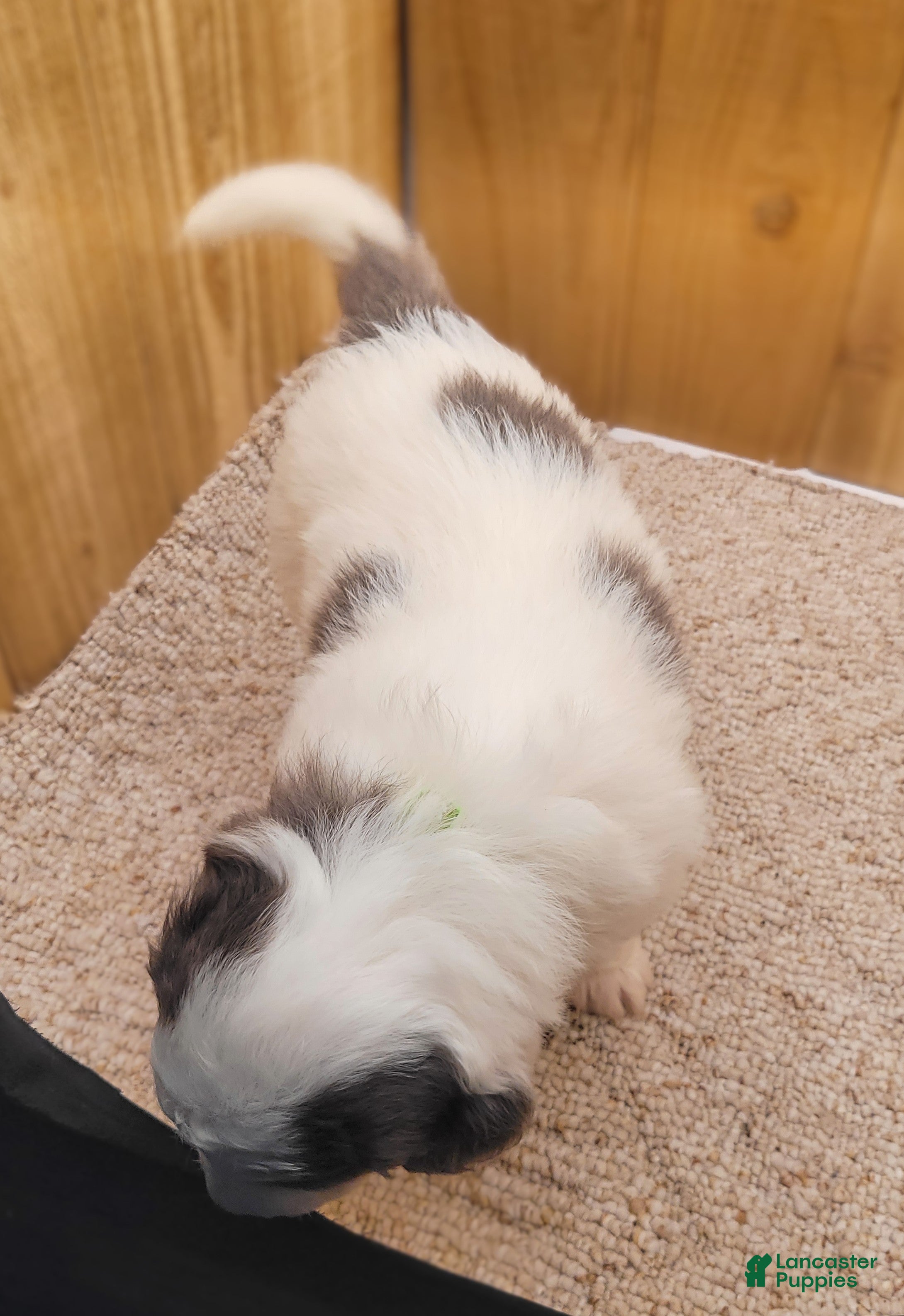 Mini Bernedoodle dogs Stella - Ad 2