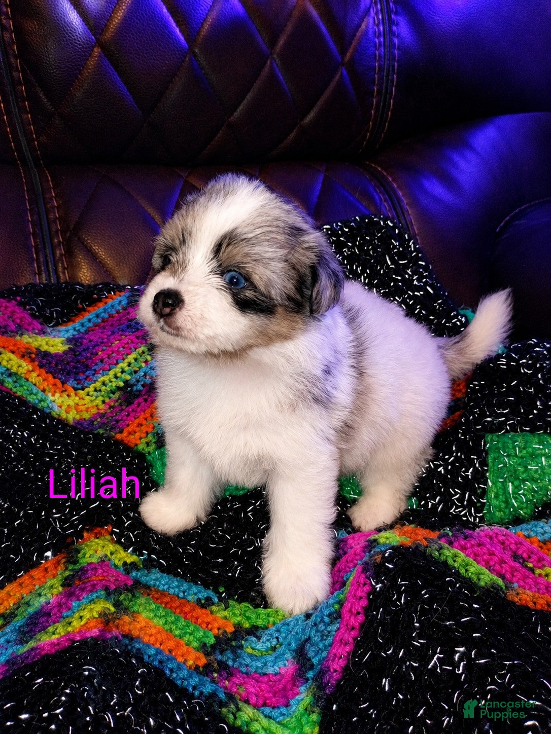 Mixed Breed dogs Liliah  - Ad 33
