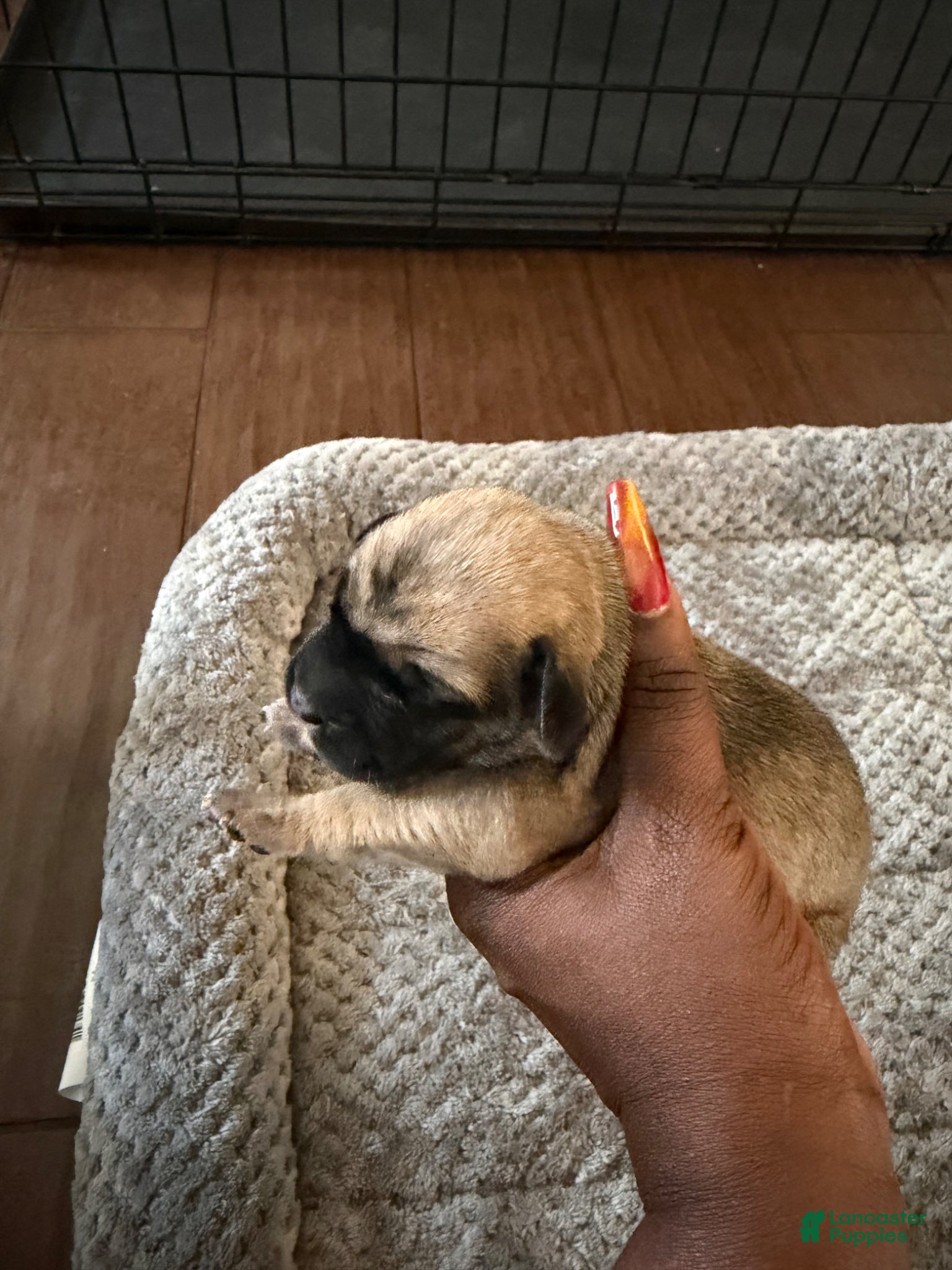 Cane Corso dogs Cane Corso Puppy 10 - Ad 11
