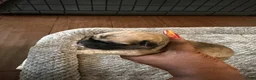 Cane Corso dogs for sale: Cane Corso Puppy 10 - Ad 1