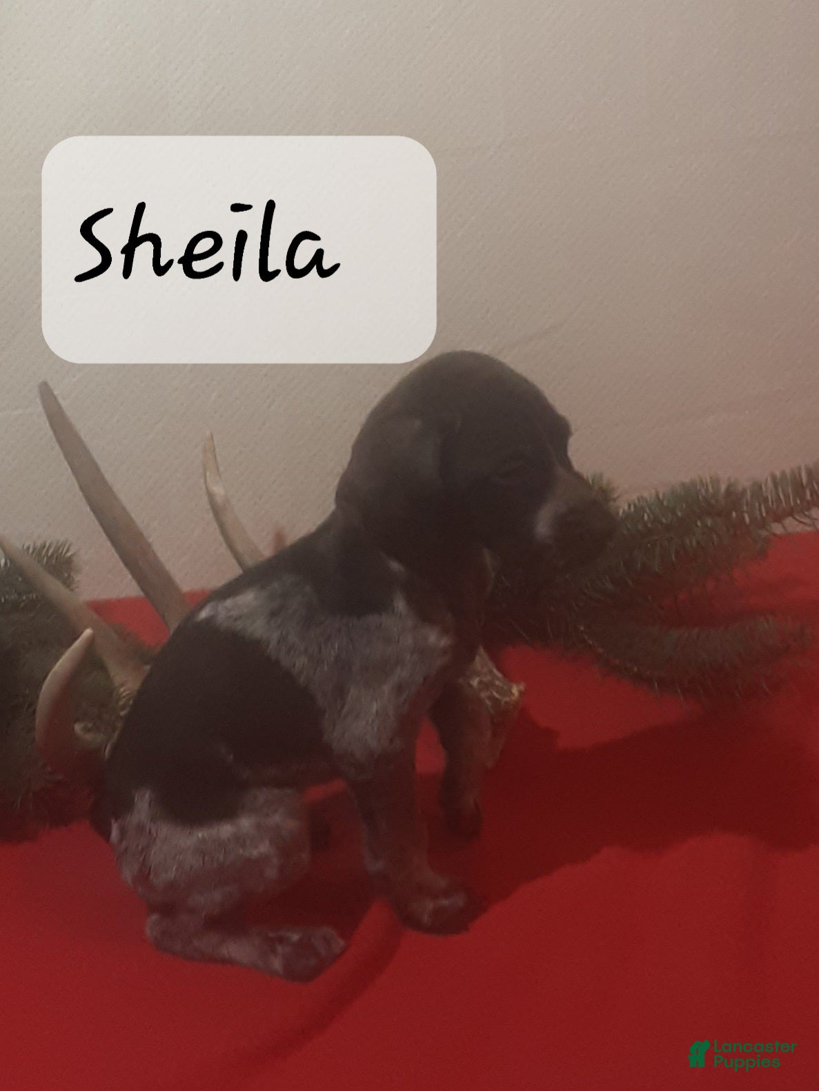 German Shorthaired Pointer dogs Sheila  - Ad 9