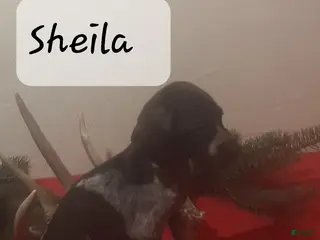 German Shorthaired Pointer dogs Sheila - Ad 3