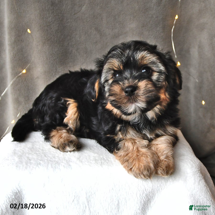 Morkie dogs Buster - Ad 2