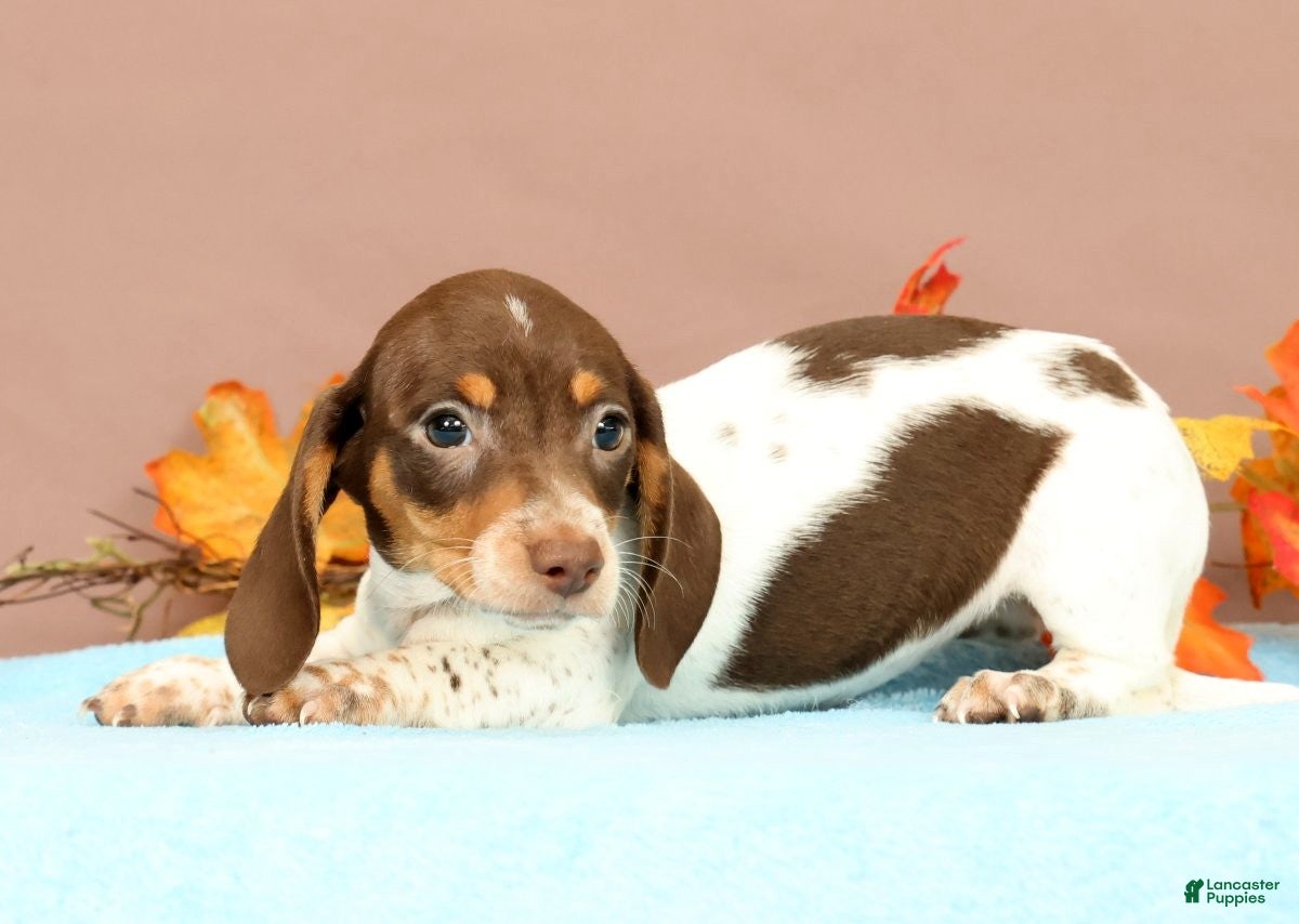 Miniature Dachshund dogs Autumn - Ad 2