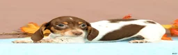 Miniature Dachshund dogs for sale: Autumn - Ad 2