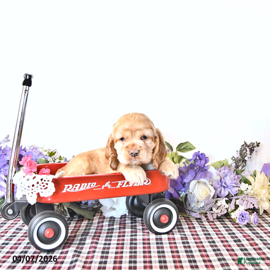 English Cocker Spaniel dogs Kathy - Ad 2