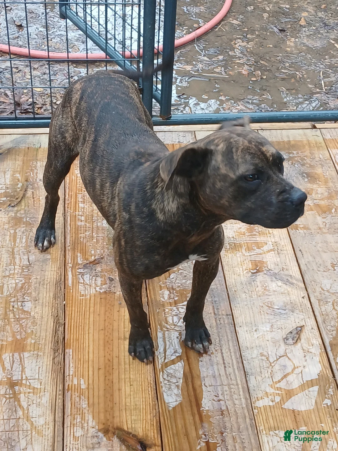 American Pit Bull Terrier dogs for sale: American Pit Bull Terrier Puppy 1 - Ad 8