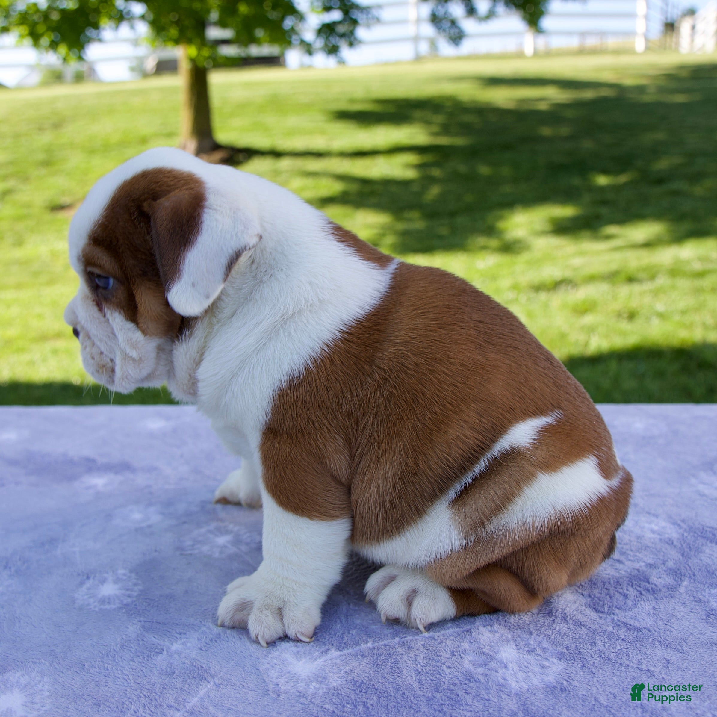 Beabull dogs for sale: Josephine - Ad 5