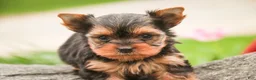 Yorkshire Terrier dogs for sale: Buckskin - Ad 2
