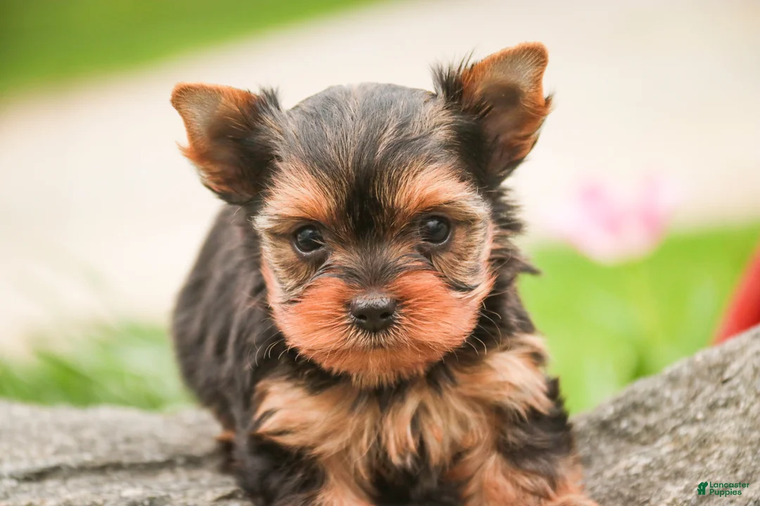 Yorkshire Terrier dogs for sale: Buckskin - Ad 2