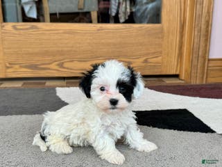 Havanese dogs Leona - Ad 41