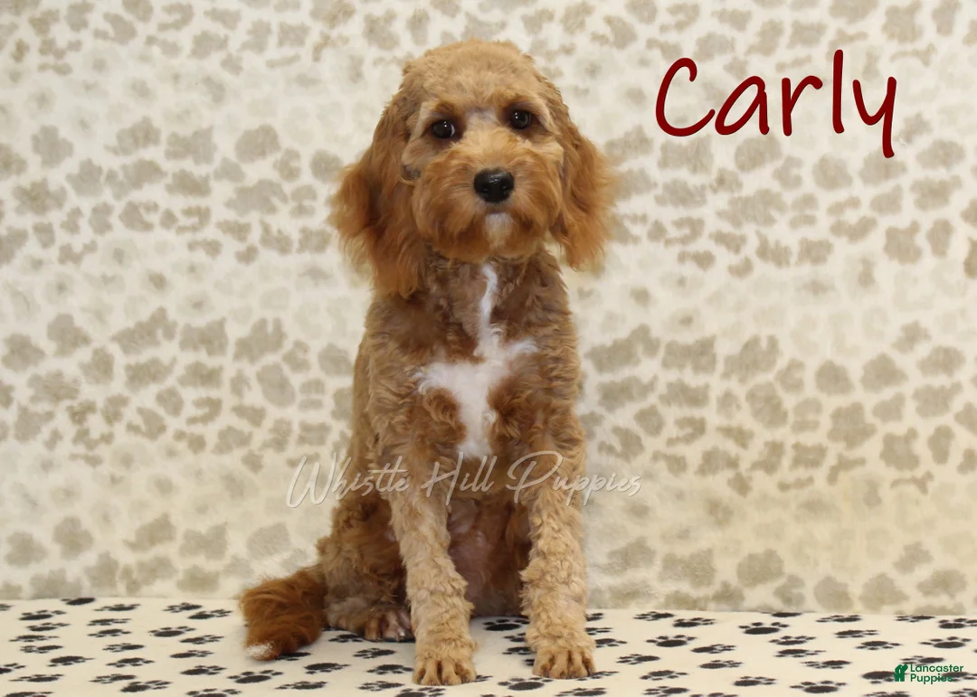 Mixed Breed dogs for sale: Marley - Ad 5