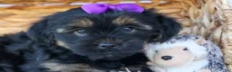 Shorkie dogs for sale: SUSIE - Ad 12