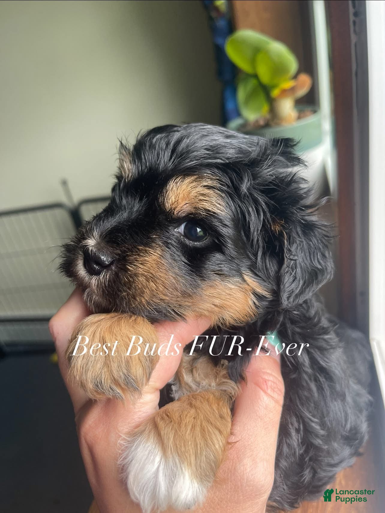 Miniature Schnauzer dogs Miniature Schnauzer 5 - Ad 1