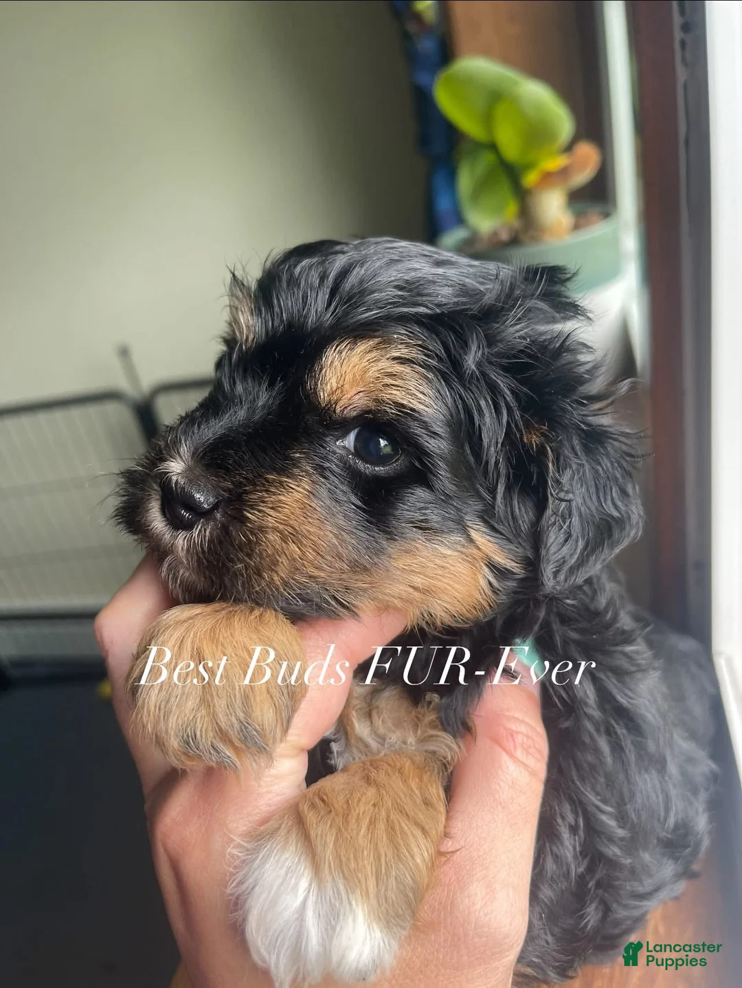 Miniature Schnauzer dogs for sale: Miniature Schnauzer 5 - Ad 1