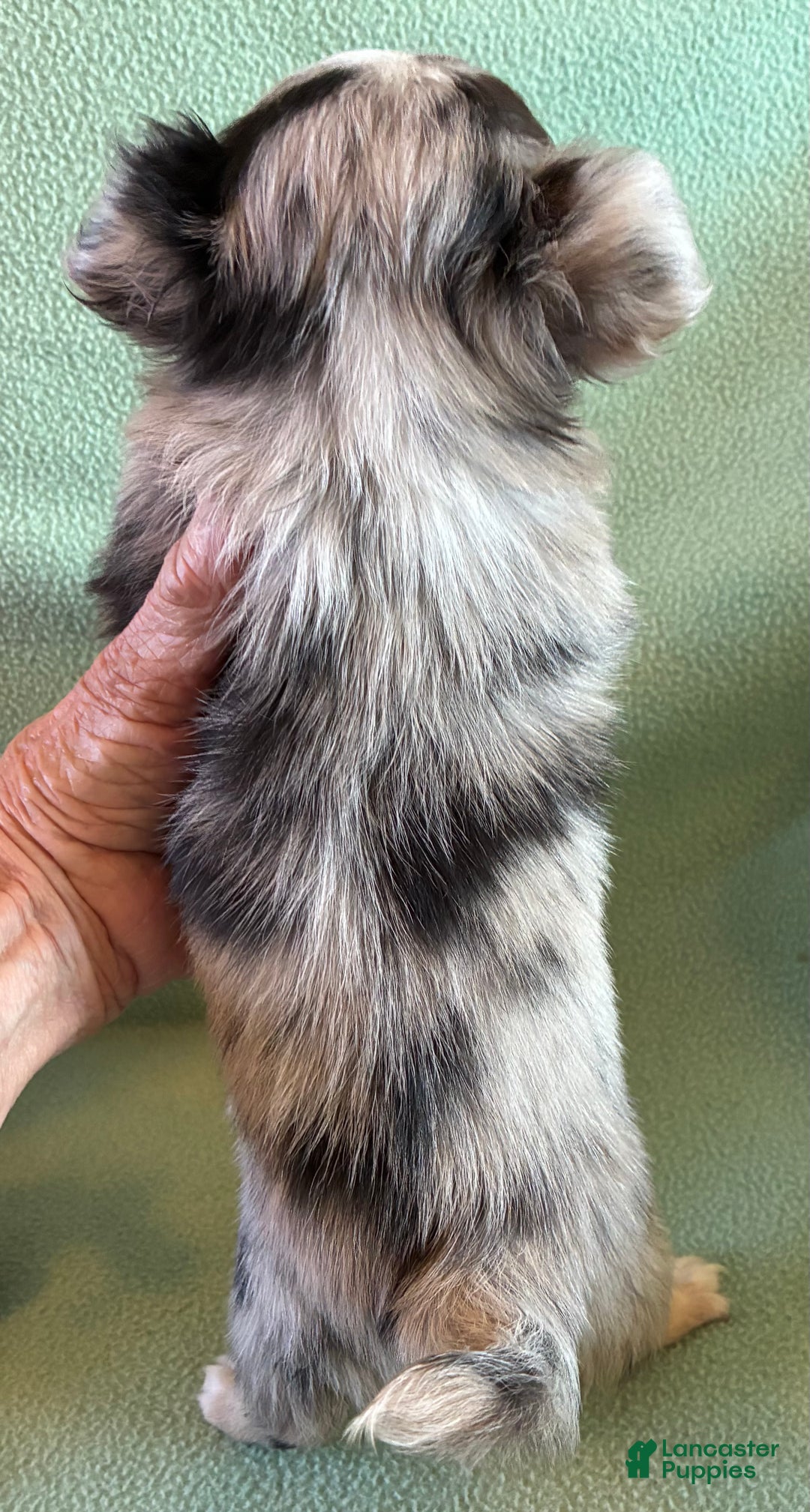 Chihuahua dogs for sale: Chihuahua Puppy 2 - Ad 5