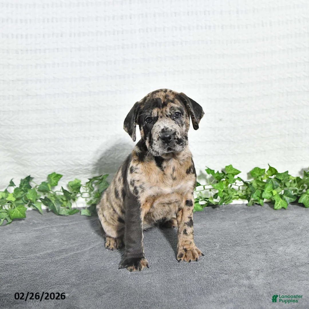 Mini Hippo dogs for sale: Kayla - Ad 2